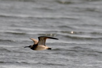 チュウシャクシギ ふなばし三番瀬海浜公園 2021年5月15日(土)