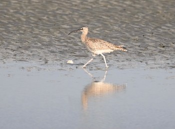 チュウシャクシギ ふなばし三番瀬海浜公園 2021年5月15日(土)