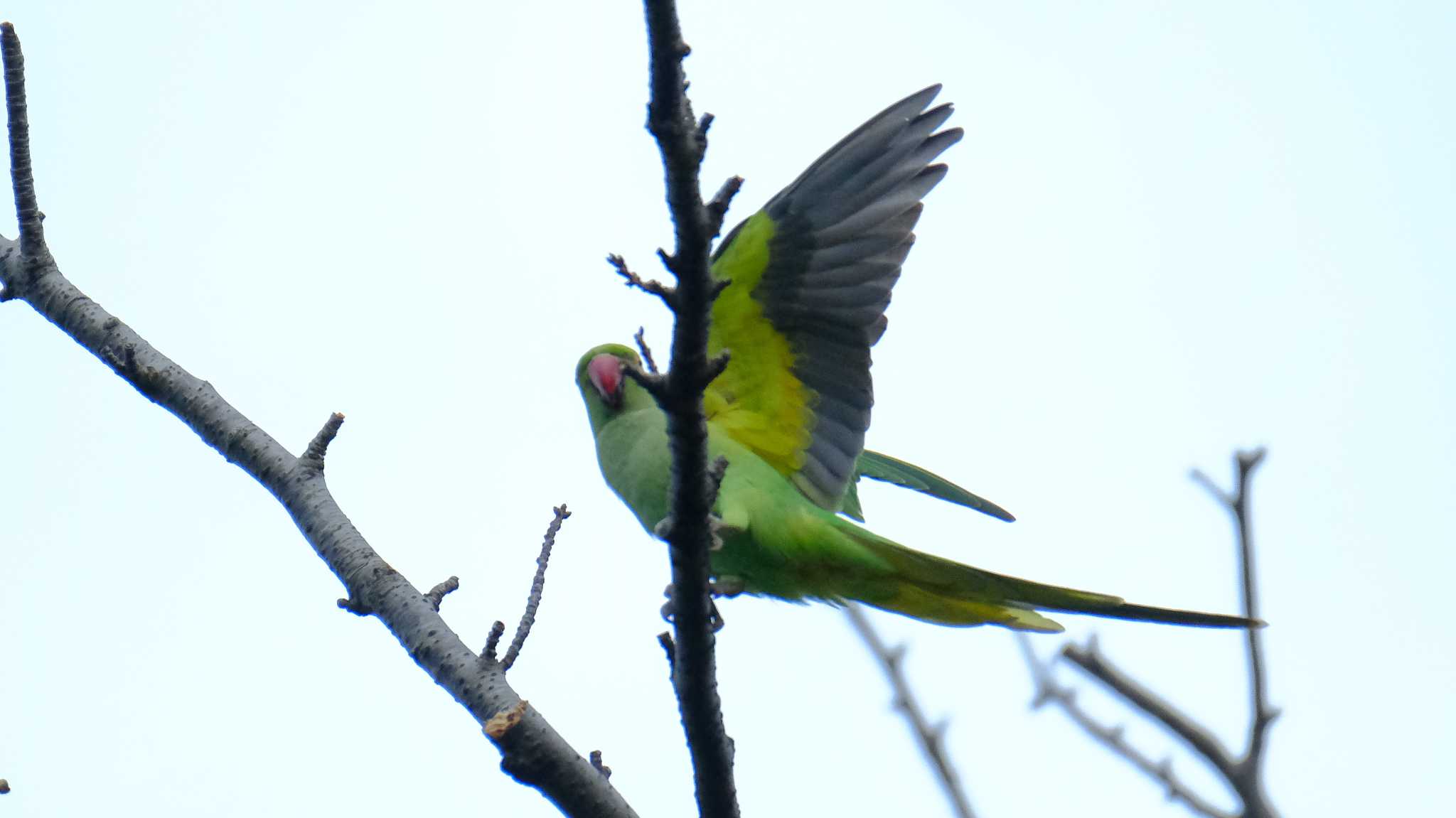 ワカケホンセイインコ