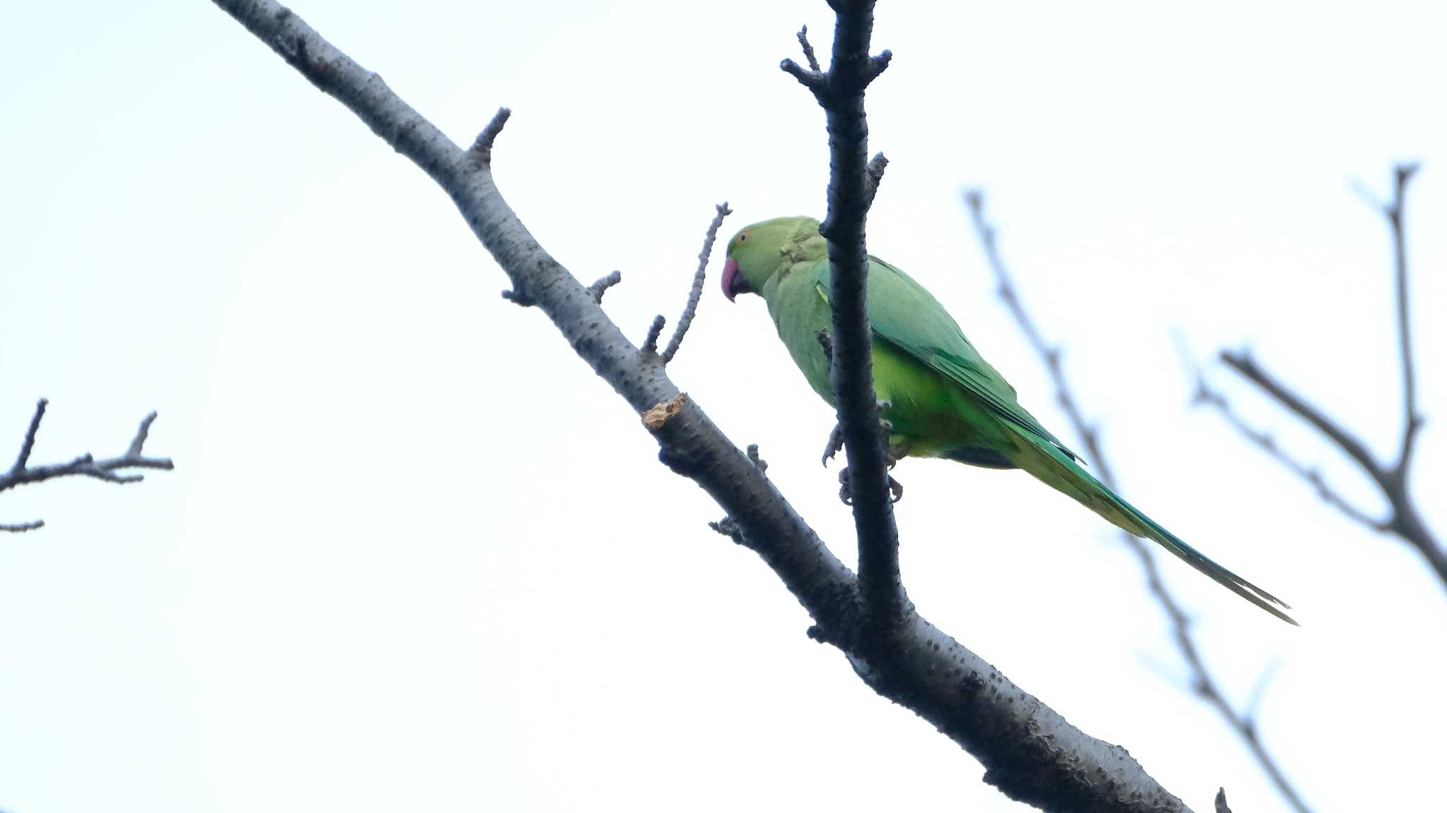 東京都品川区 ワカケホンセイインコの写真 by ko1smr