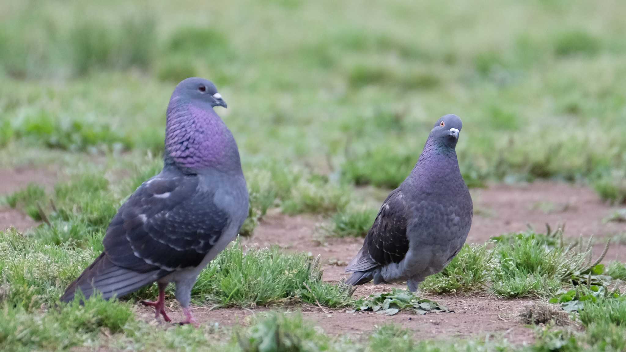 カワラバト