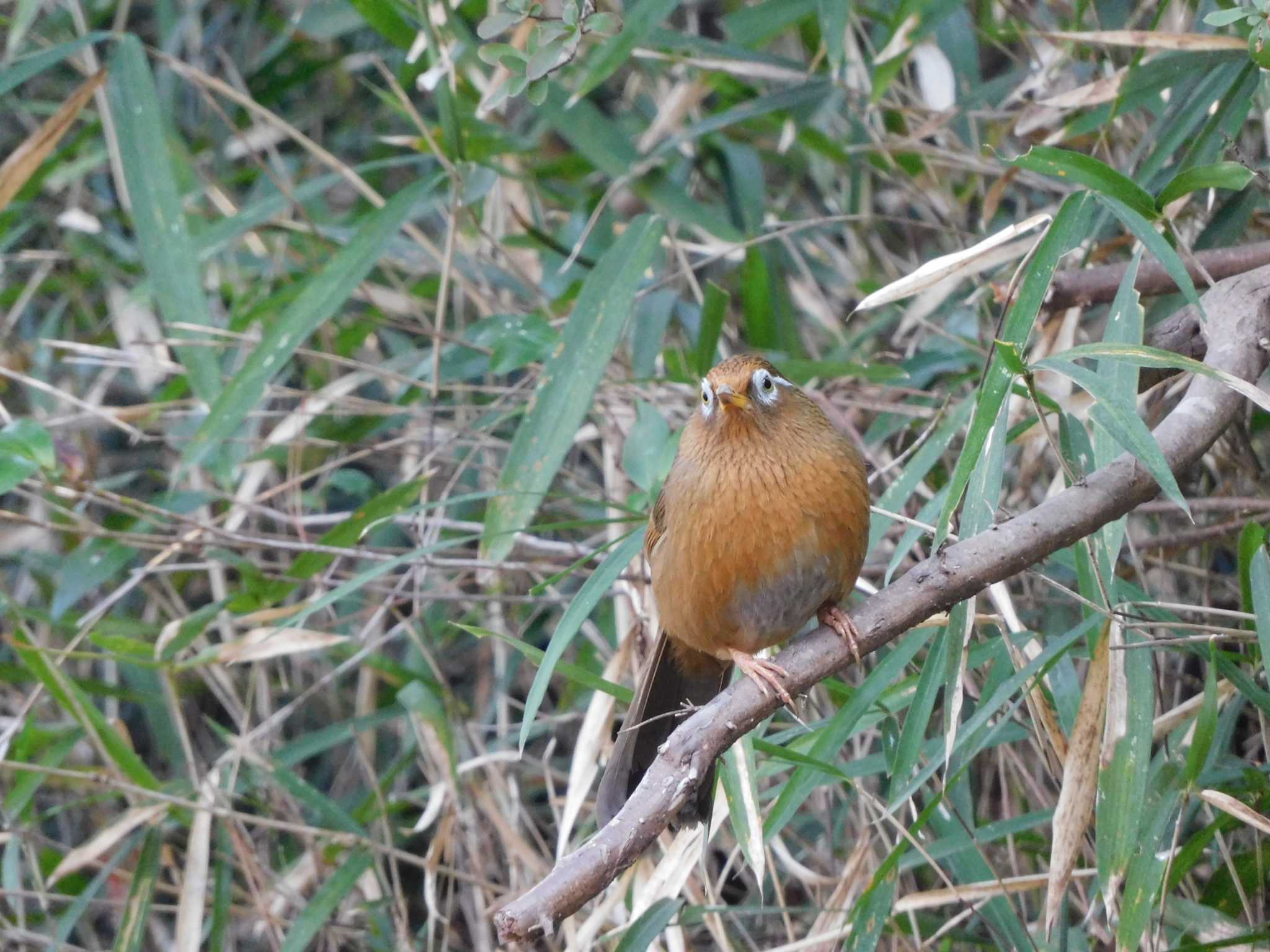 東京都立桜ヶ丘公園(聖蹟桜ヶ丘) ガビチョウの写真