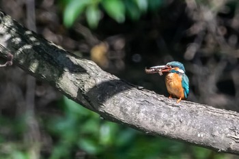 カワセミ 水元公園 2021年5月6日(木)