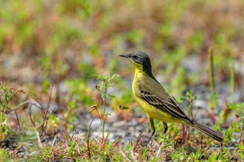 Eastern Yellow Wagtail(simillima) Unknown Spots Mon, 5/3/2021