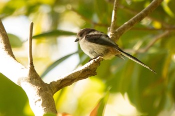 エナガ 館山野鳥の森 2021年5月15日(土)