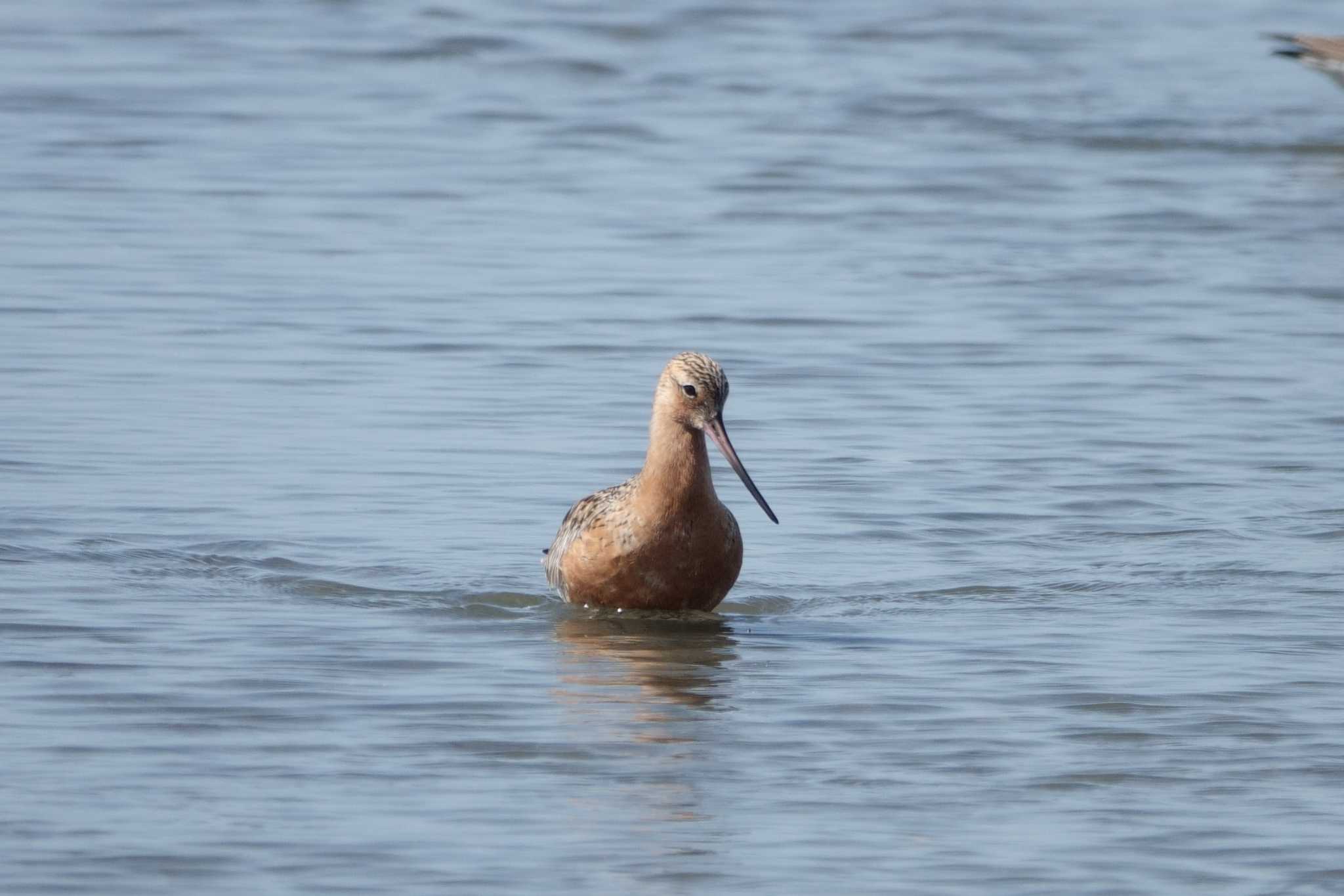 ふなばし三番瀬海浜公園 オオソリハシシギの写真