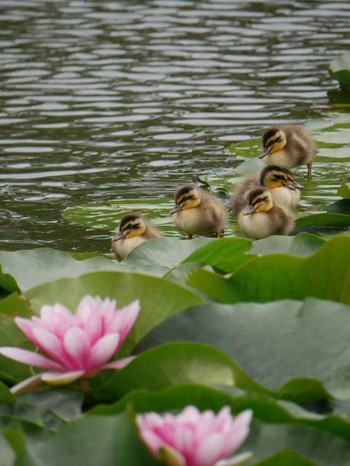 カルガモ 白幡池公園(神奈川県横浜市) 2021年5月16日(日)