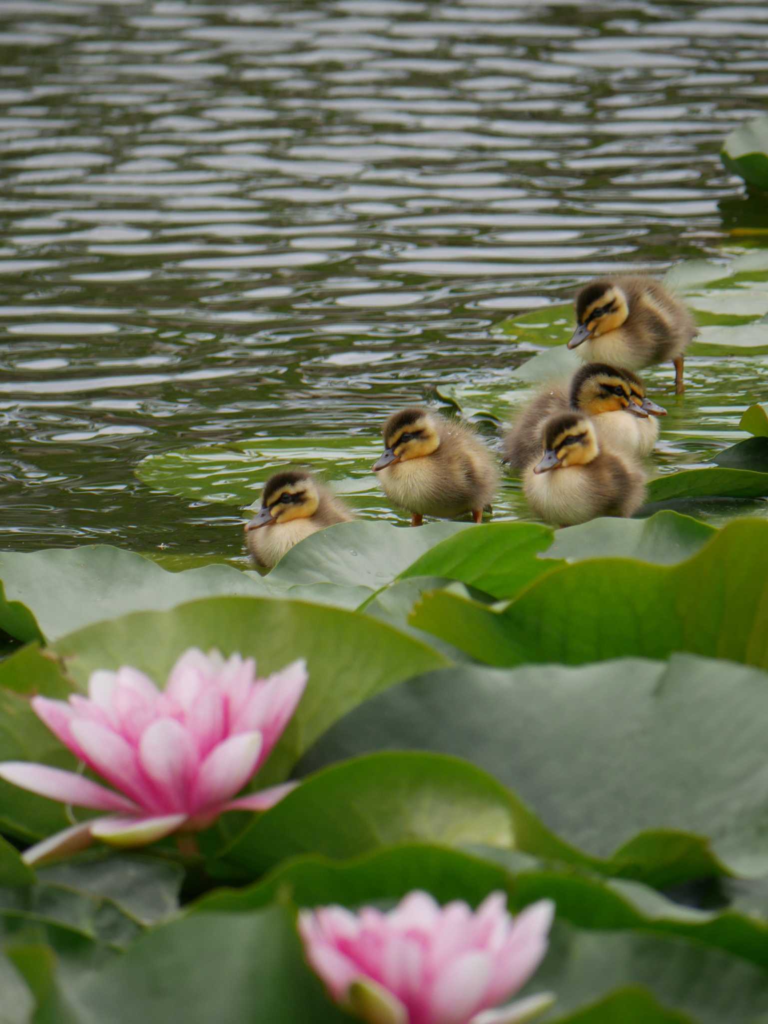 白幡池公園(神奈川県横浜市) カルガモの写真 by 丁稚