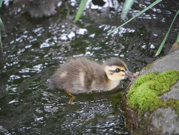 カルガモ 白幡池公園(神奈川県横浜市) 2021年5月16日(日)