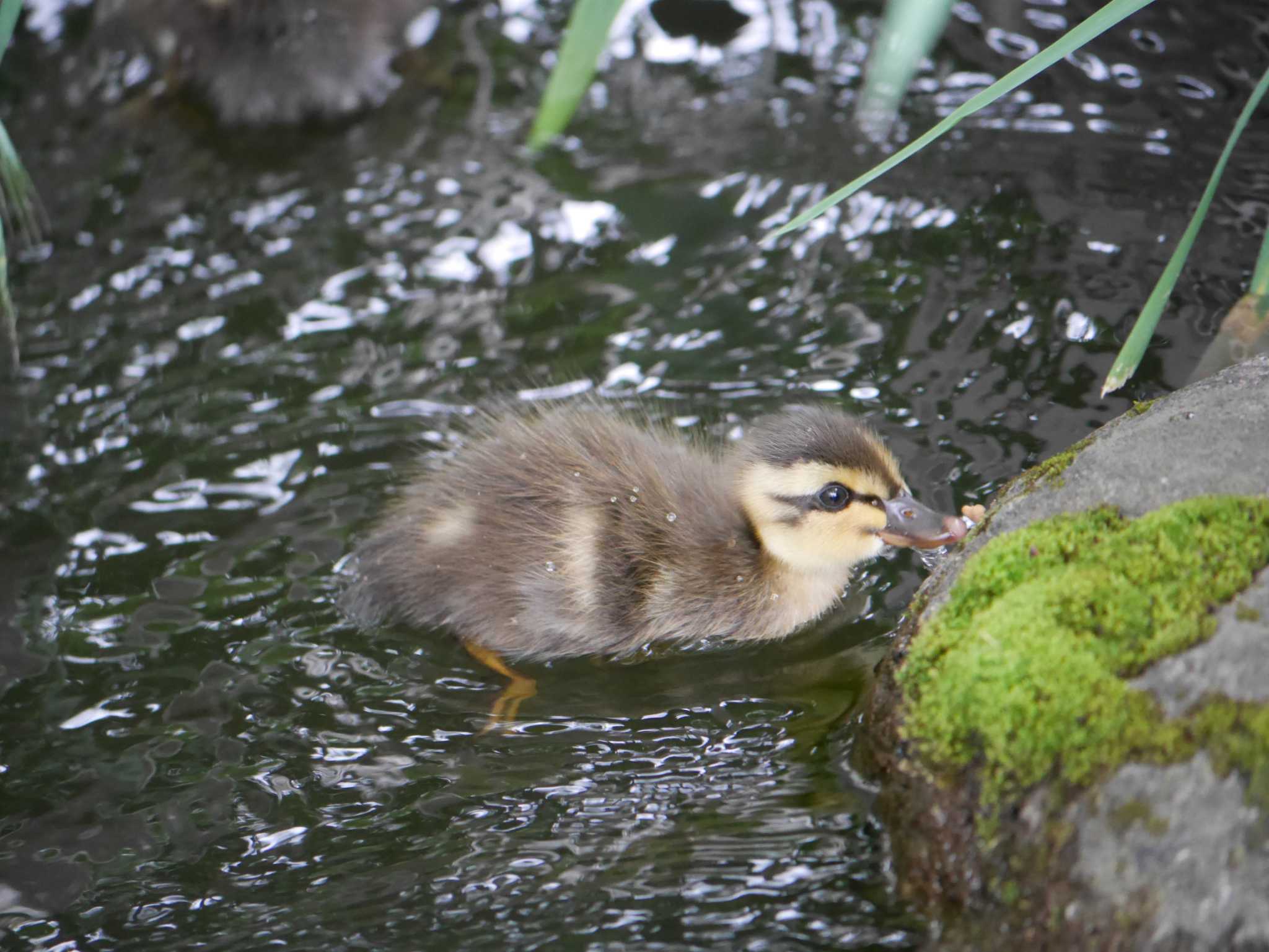 Eastern Spot-billed Duck