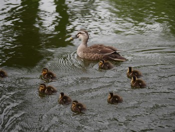 2021年5月16日(日) 白幡池公園(神奈川県横浜市)の野鳥観察記録