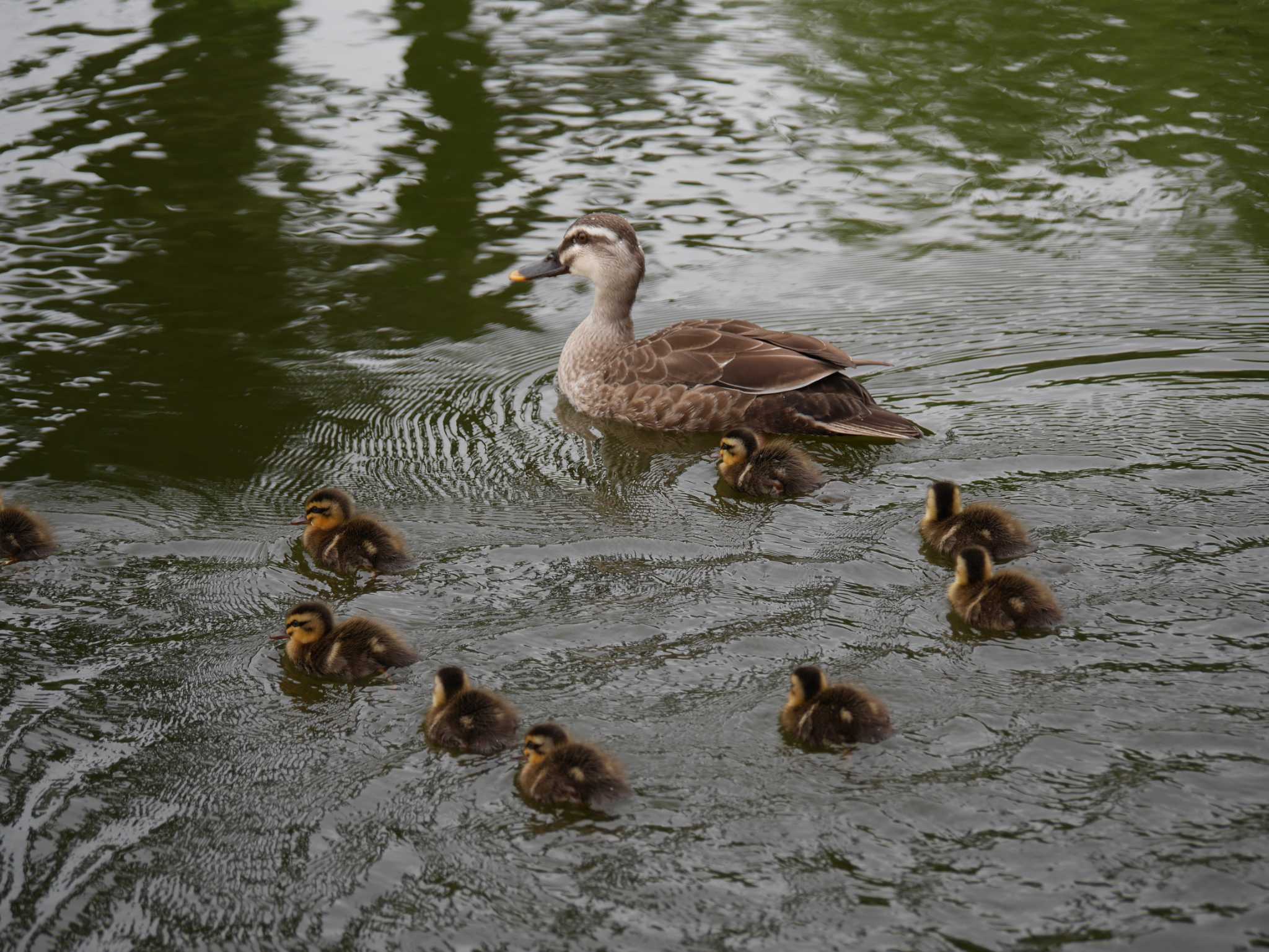 Eastern Spot-billed Duck