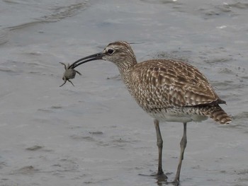 2021年5月15日(土) 藤前干潟の野鳥観察記録