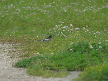 White Wagtail Matsue Castle Sun, 5/16/2021