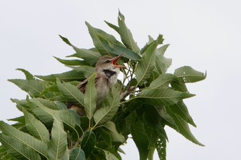 2021年5月16日(日) 東京都の野鳥観察記録