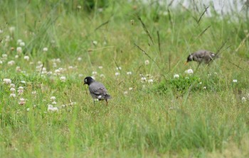 ムクドリ 武庫川 2021年5月8日(土)