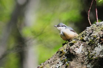 ゴジュウカラ 奈良県上北山村 2021年5月10日(月)