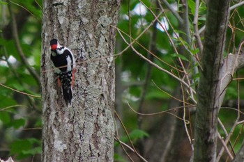 2021年5月16日(日) 福井緑地(札幌市西区)の野鳥観察記録