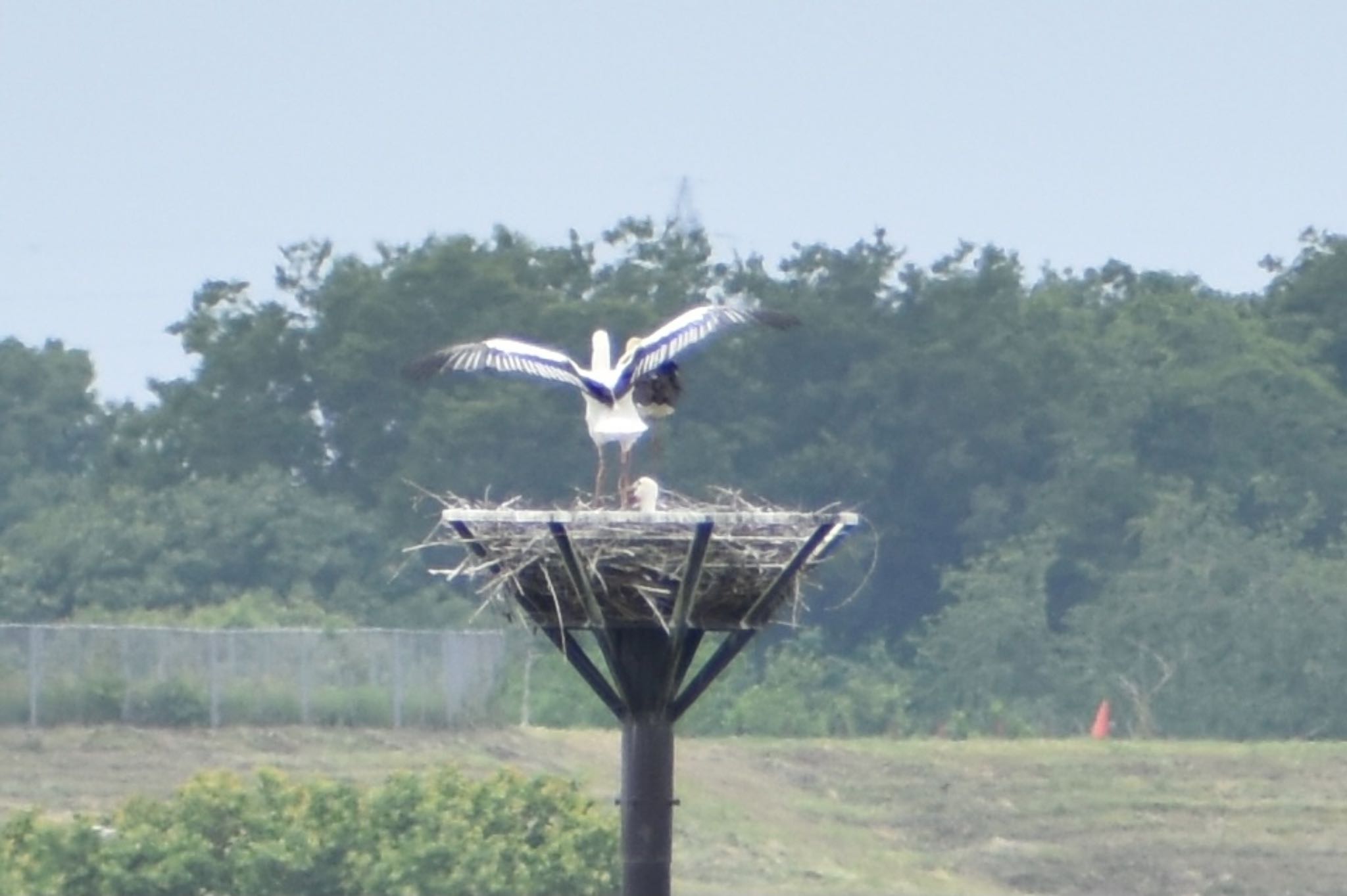 コウノトリ