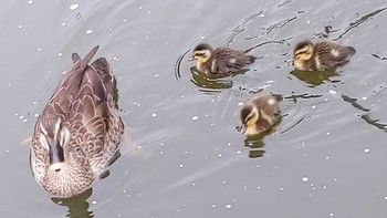 2021年5月16日(日) 白幡池の野鳥観察記録