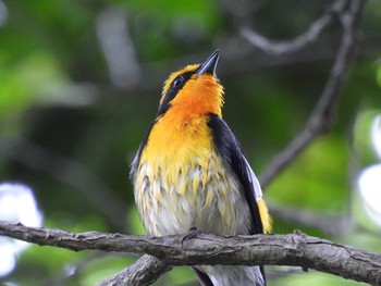 Narcissus Flycatcher 大和民族公園(奈良県) Sun, 5/16/2021