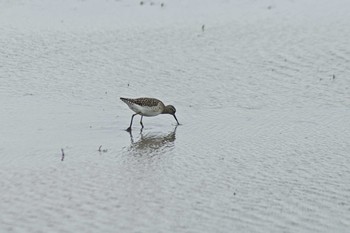 タカブシギ 由仁町 2021年5月15日(土)