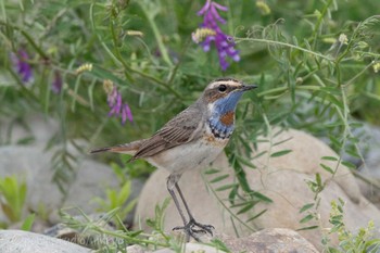 Bluethroat