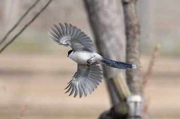 Azure-winged Magpie Fukushimagata Mon, 3/6/2017