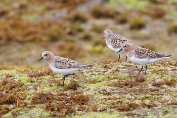 2021年5月16日(日) 北海道　函館市　志海苔海岸の野鳥観察記録