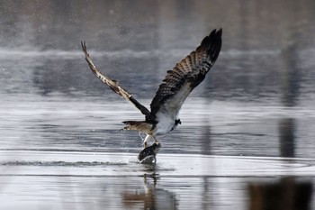 Osprey Fukushimagata Mon, 3/6/2017