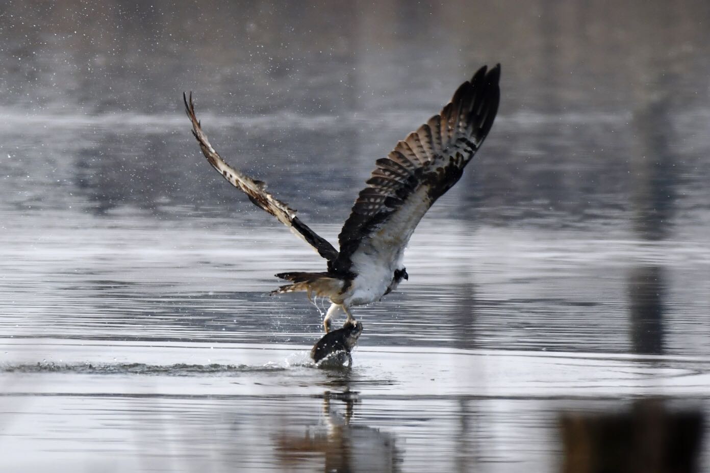 Photo of Osprey at Fukushimagata by Dision