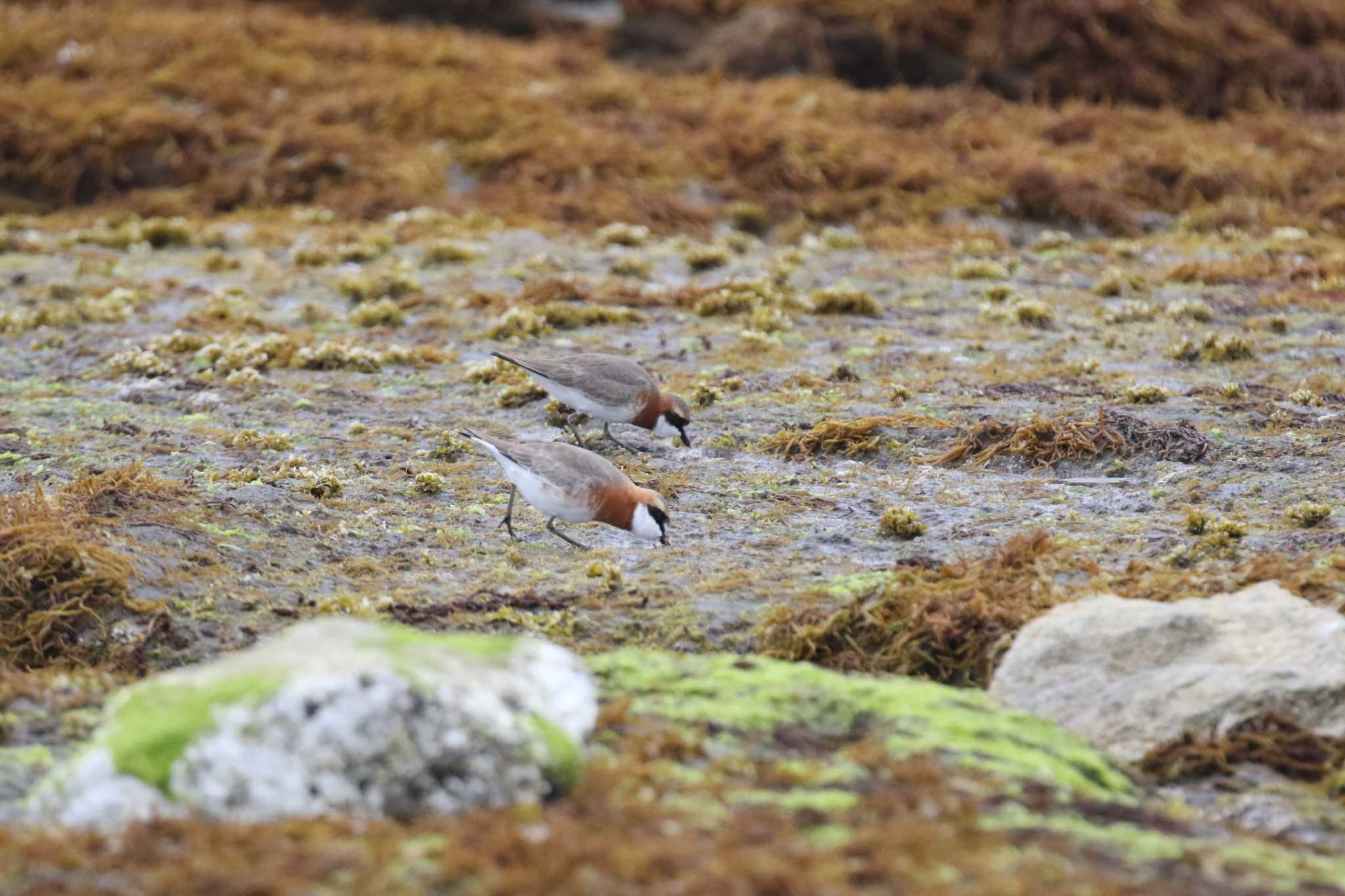 Siberian Sand Plover