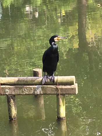 Sat, 5/15/2021 Birding report at 浜松フラワーパーク