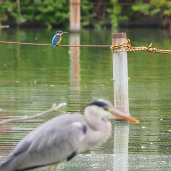 Sun, 5/16/2021 Birding report at 都立公園