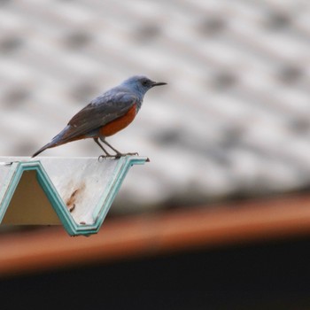 Blue Rock Thrush 泉南市 Sun, 5/16/2021