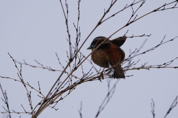 Meadow Bunting 泉南市 Sun, 5/16/2021