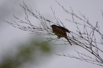 Meadow Bunting 泉南市 Sun, 5/16/2021