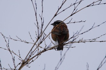 Meadow Bunting 泉南市 Sun, 5/16/2021