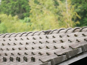 Blue Rock Thrush 松江市 Sun, 5/16/2021