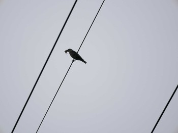 Blue Rock Thrush 松江市 Sun, 5/16/2021