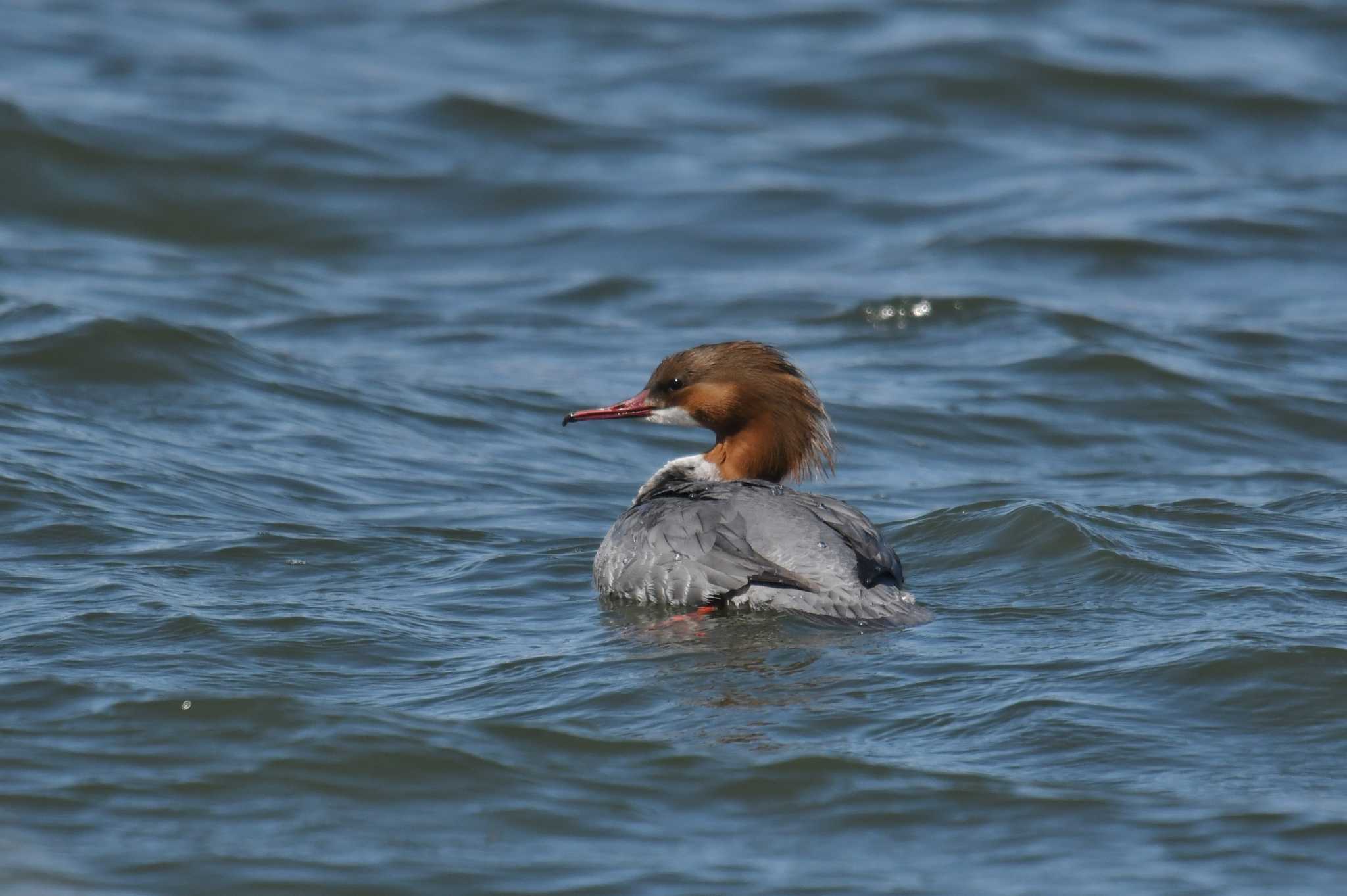 Common Merganser