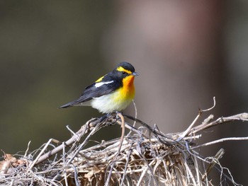 2021年5月4日(火) 塩嶺高原の野鳥観察記録