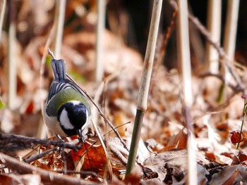 シジュウカラ 宮城県仙台市・青葉山 2017年2月19日(日)