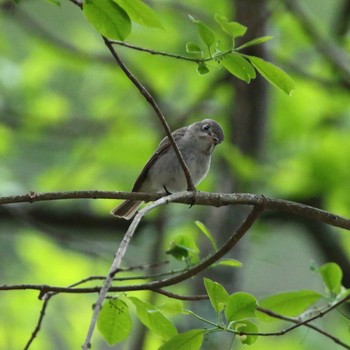 2021年5月15日(土) 茅野市の野鳥観察記録