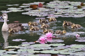 カルガモ 兵庫県芦屋市 2021年5月16日(日)