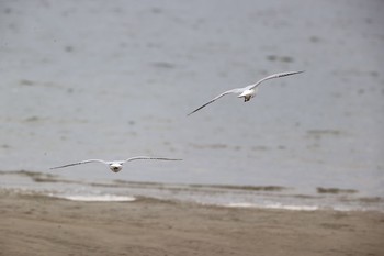 ユリカモメ 甲子園浜(兵庫県西宮市) 2021年5月15日(土)