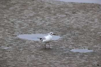 ユリカモメ 甲子園浜(兵庫県西宮市) 2021年5月15日(土)