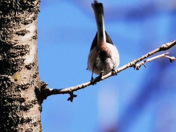 Long-tailed Tit 宮城県仙台市・青葉山 Sun, 2/19/2017