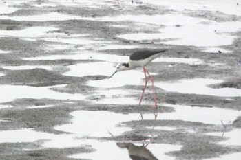 2021年5月16日(日) 東海市名和町一ノ下　35°03'24.6" 136°54'15.7"の野鳥観察記録