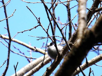 エナガ 宮城県仙台市・青葉山 2017年2月19日(日)